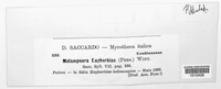Melampsora euphorbiae image